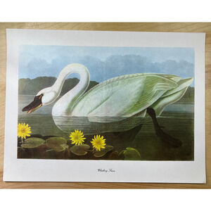 Audubon Birds of America Whistling Swan Original Print Vtg 1950 Peterson 9 x 12